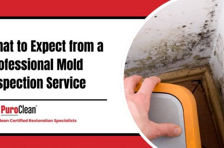 professional mold inspection service