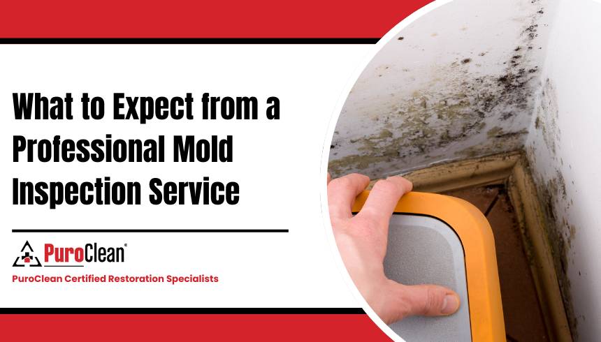 professional mold inspection service