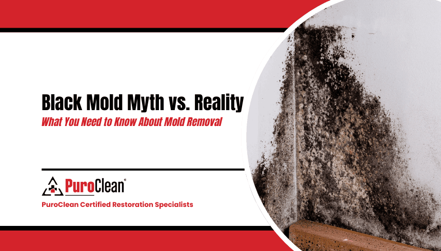 Black Mold Myth vs. Reality: What You Need to Know About Mold Removal