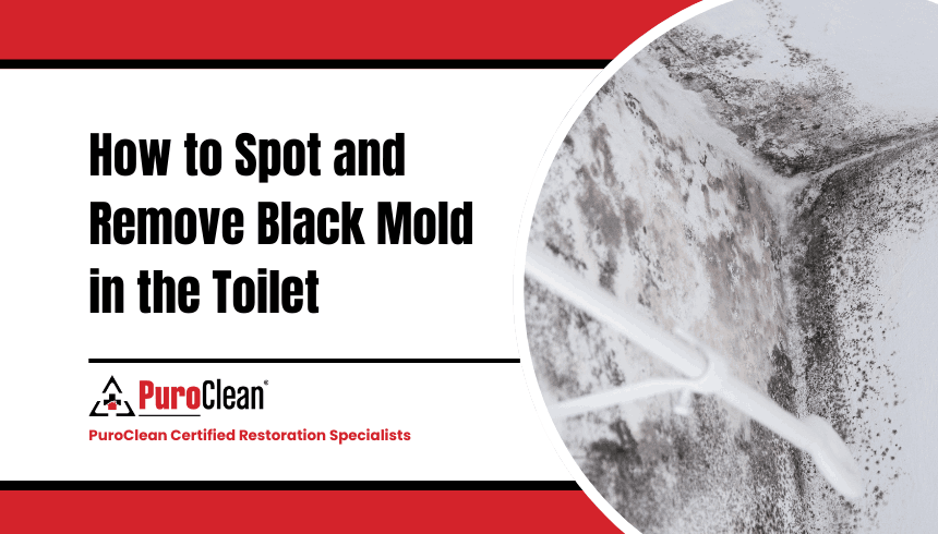 black mold in the toilet