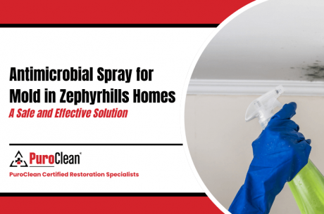 antimicrobial spray for mold