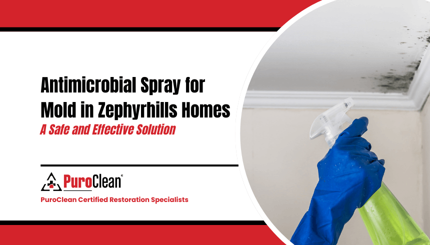 Antimicrobial Spray for Mold in Zephyrhills Homes: A Safe and Effective Solution