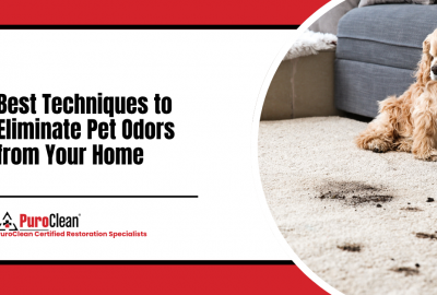Best Techniques to Eliminate Pet Odors from Your Home