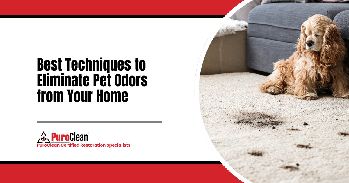 Best Techniques to Eliminate Pet Odors from Your Home