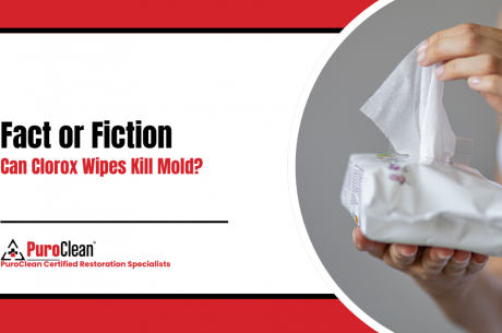 Fact or Fiction Can Clorox Wipes Kill Mold