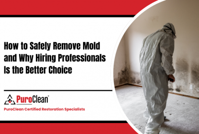How to Safely Remove Mold and Why Hiring Professionals Is the Better Choice 1