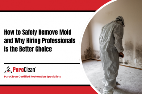 How to Safely Remove Mold and Why Hiring Professionals Is the Better Choice 1