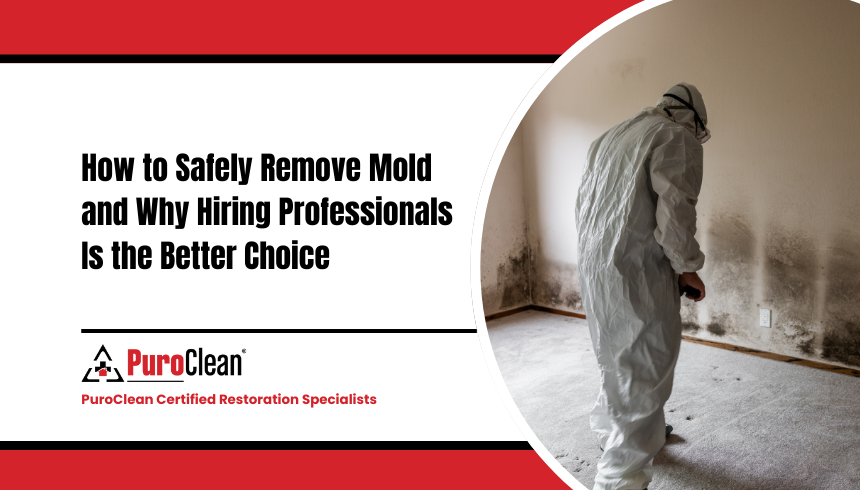 How to Safely Remove Mold and Why Hiring Professionals Is the Better Choice