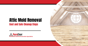 Attic Mold Removal Cost and Safe Cleanup Steps