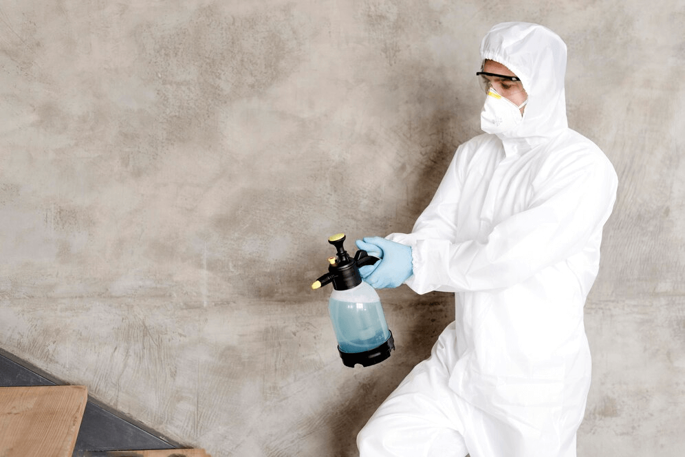top mold removal services in Zephyrhills, FL