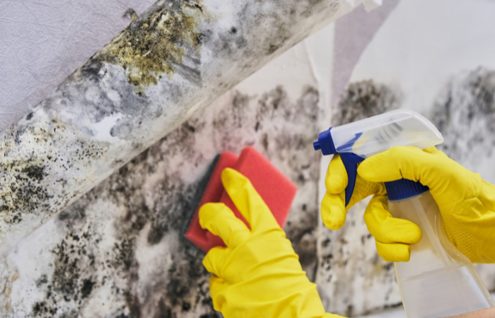 professional mold removal services