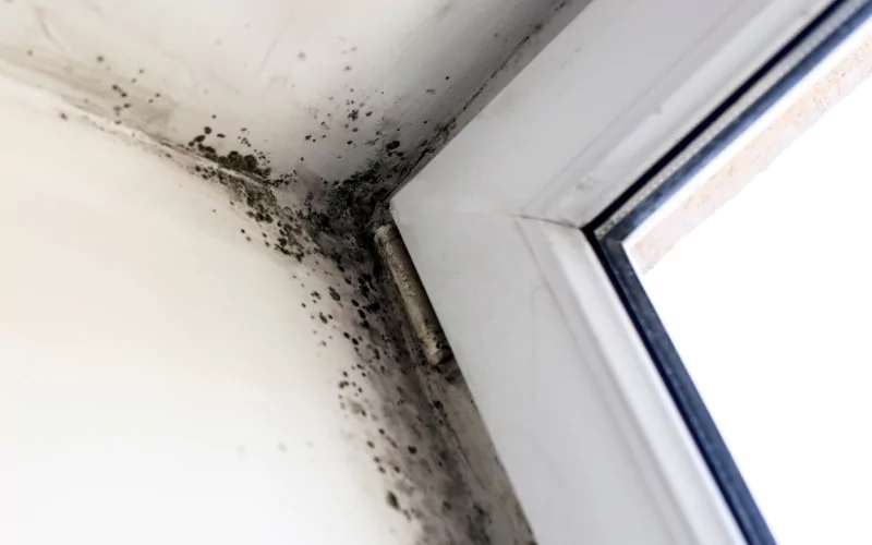 mold and odor removal in Zephyrhills
