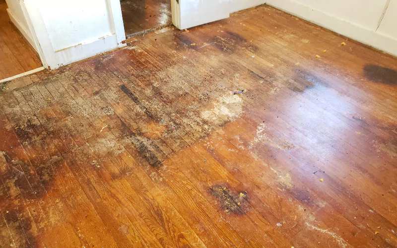 restoration contractor in zephyrhills